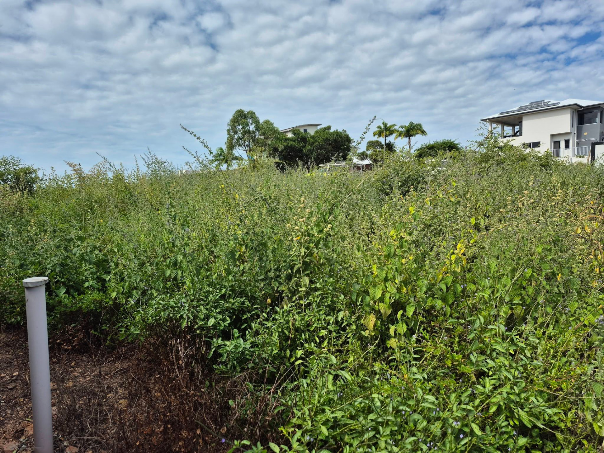 Before: an overgrown Townsville block covered in long grass and weeds